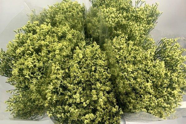 Limonium JOY Giallo