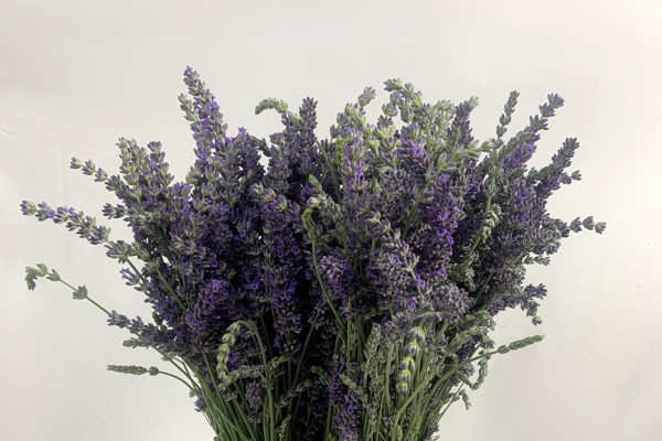 Lavanda