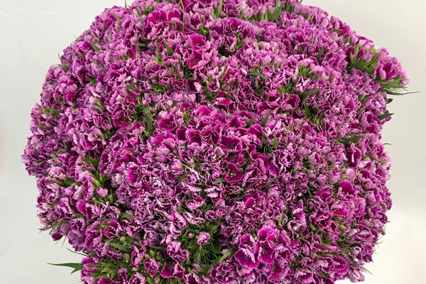 Viola