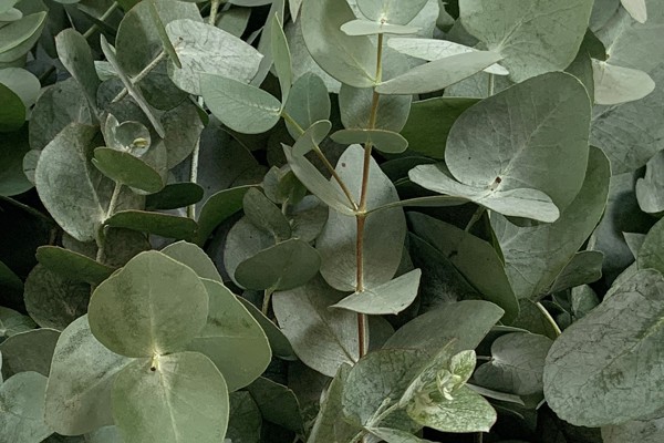 Cinerea