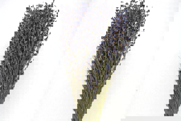 Lavanda secca