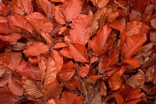 Rosso