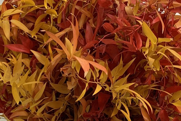 Ruscus stabilizzato