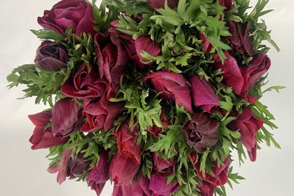 Magenta
