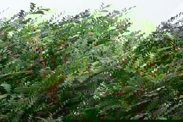 Verde selvatico