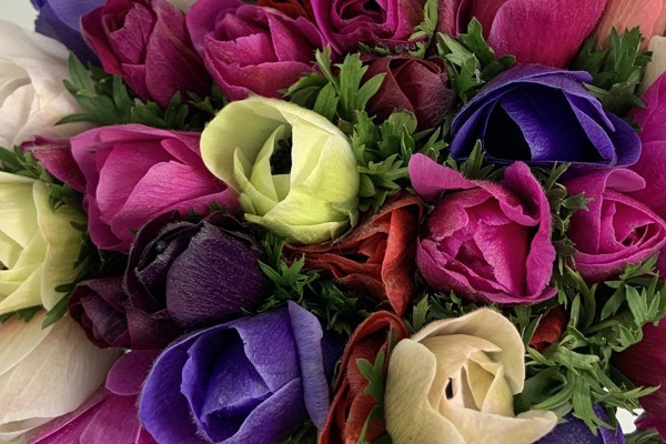 Anemoni Mistral Plus