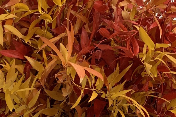 Autunno