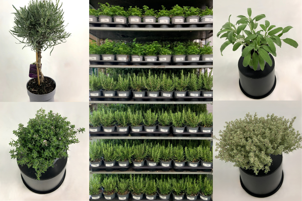 Discover Mediterranean Magic with Our Aromatic Plants!