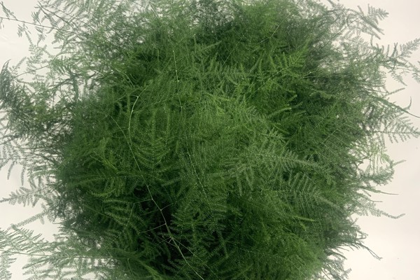 Asparagus Plumosus