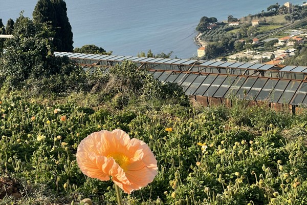 A dreamlike journey to our poppy growers