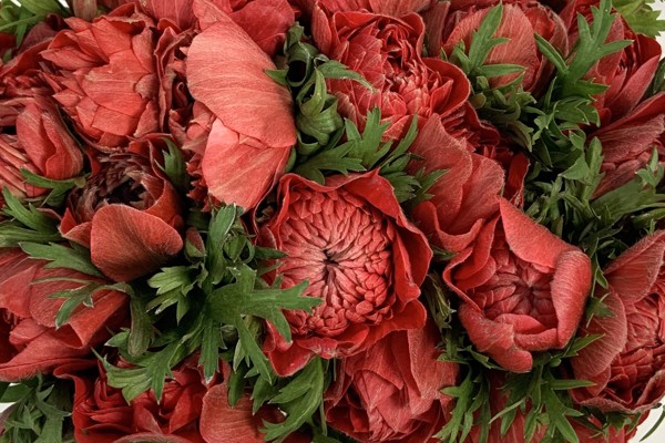 Anemoni Levante