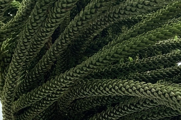 Araucaria