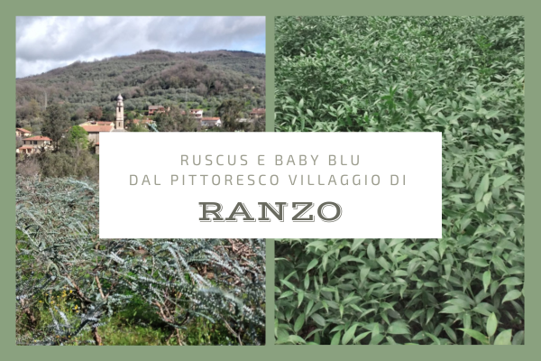 Ruscus e Baby Blu dal pittoresco villaggio di Ranzo