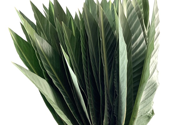 Foglie di Strelizia