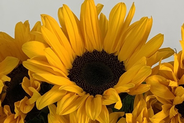 Girasoli