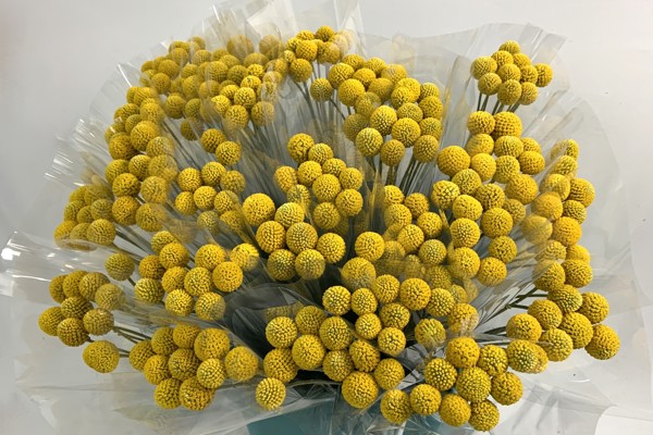 Craspedia Globosa