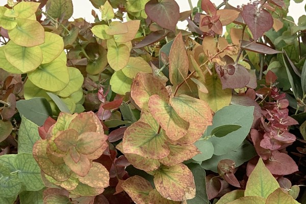 Stuartiana Autunno