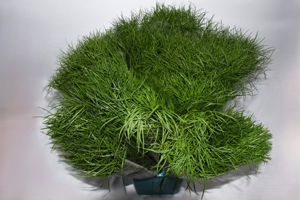 Erba Corallo