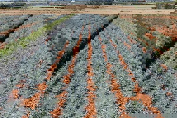 Organic Oasis - top quality foliage from Tuscany