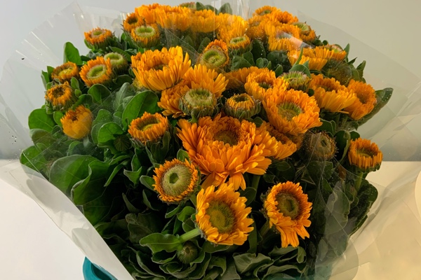 Calendule gialle