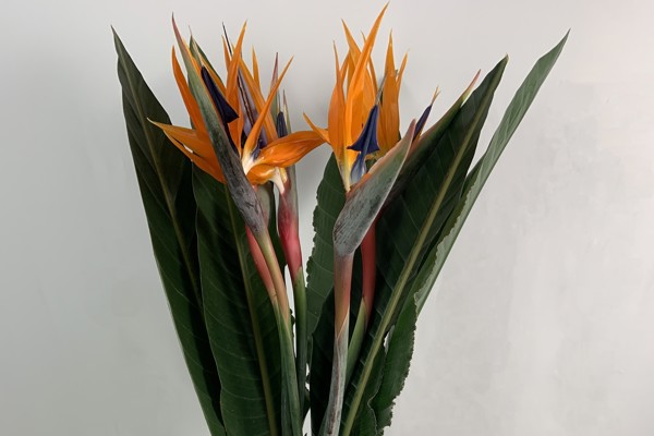 Strelitzia