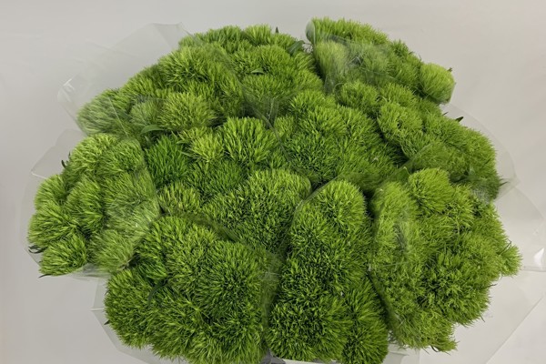 Dianthus Green Trick