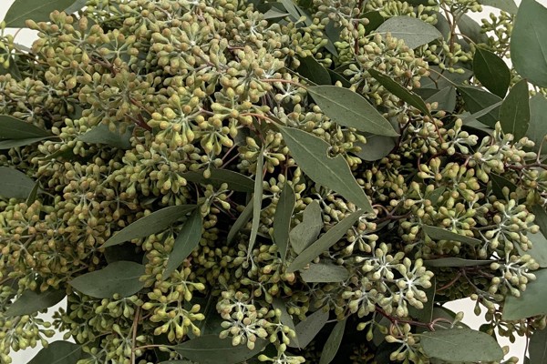 Populus Fiorito