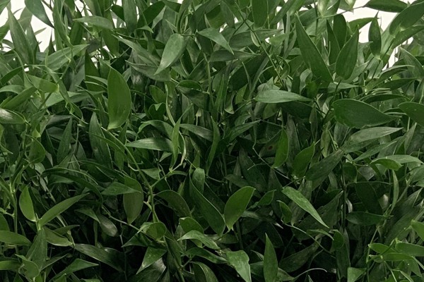 Ruscus