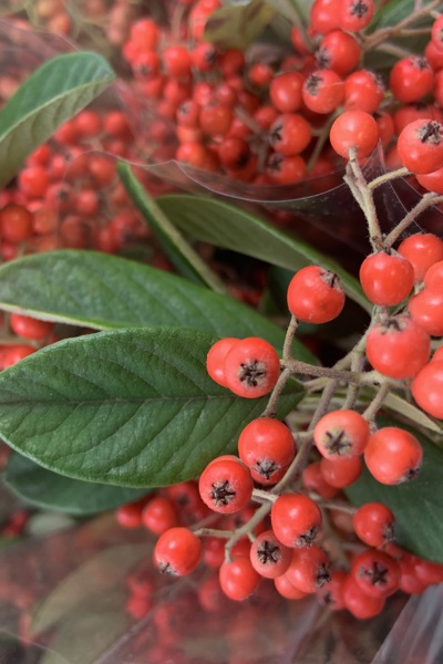Cotoneaster