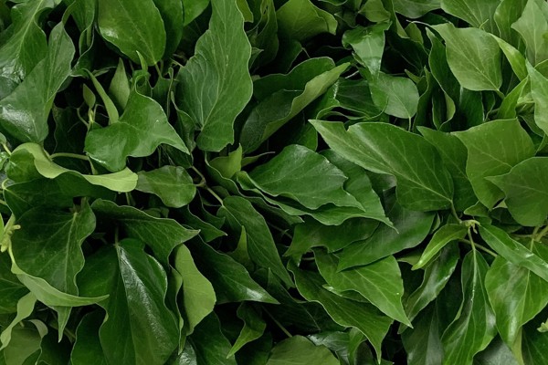 Edera verde