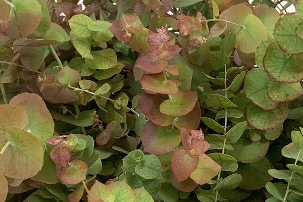 Cinerea Autunno